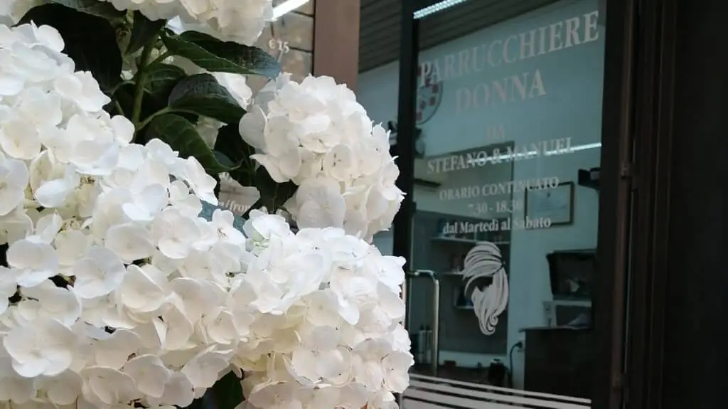 Ortensie bianche davanti a vetrina parrucchiere.