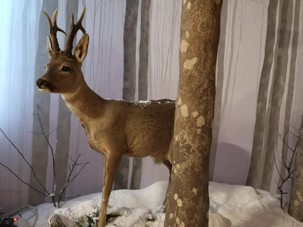 Cervo tra gli alberi innevati.