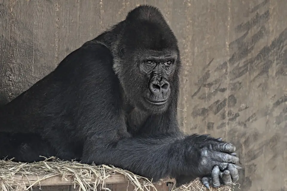 Gorilla pensieroso in posa naturale.